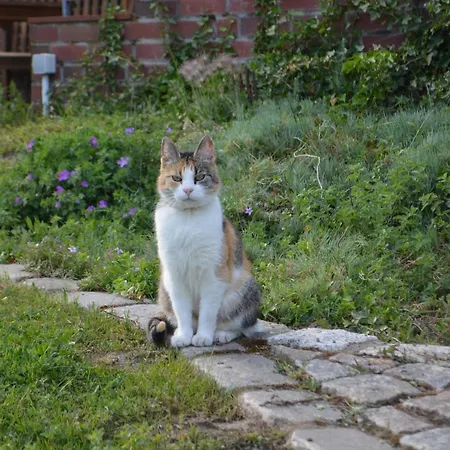 Landidyll Apartamento Uelzen